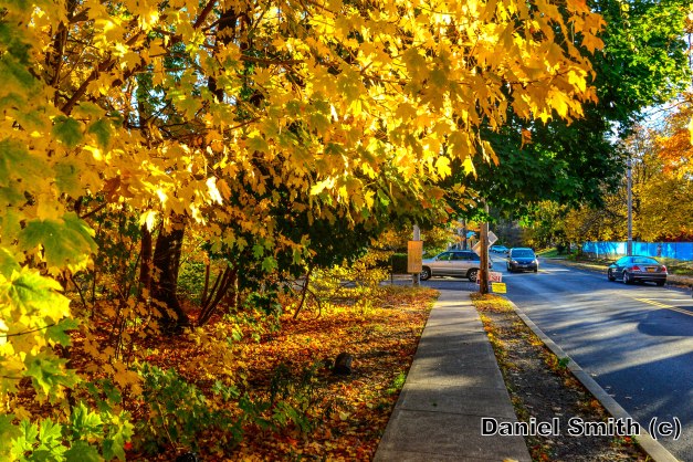 Fall In Spring Valley